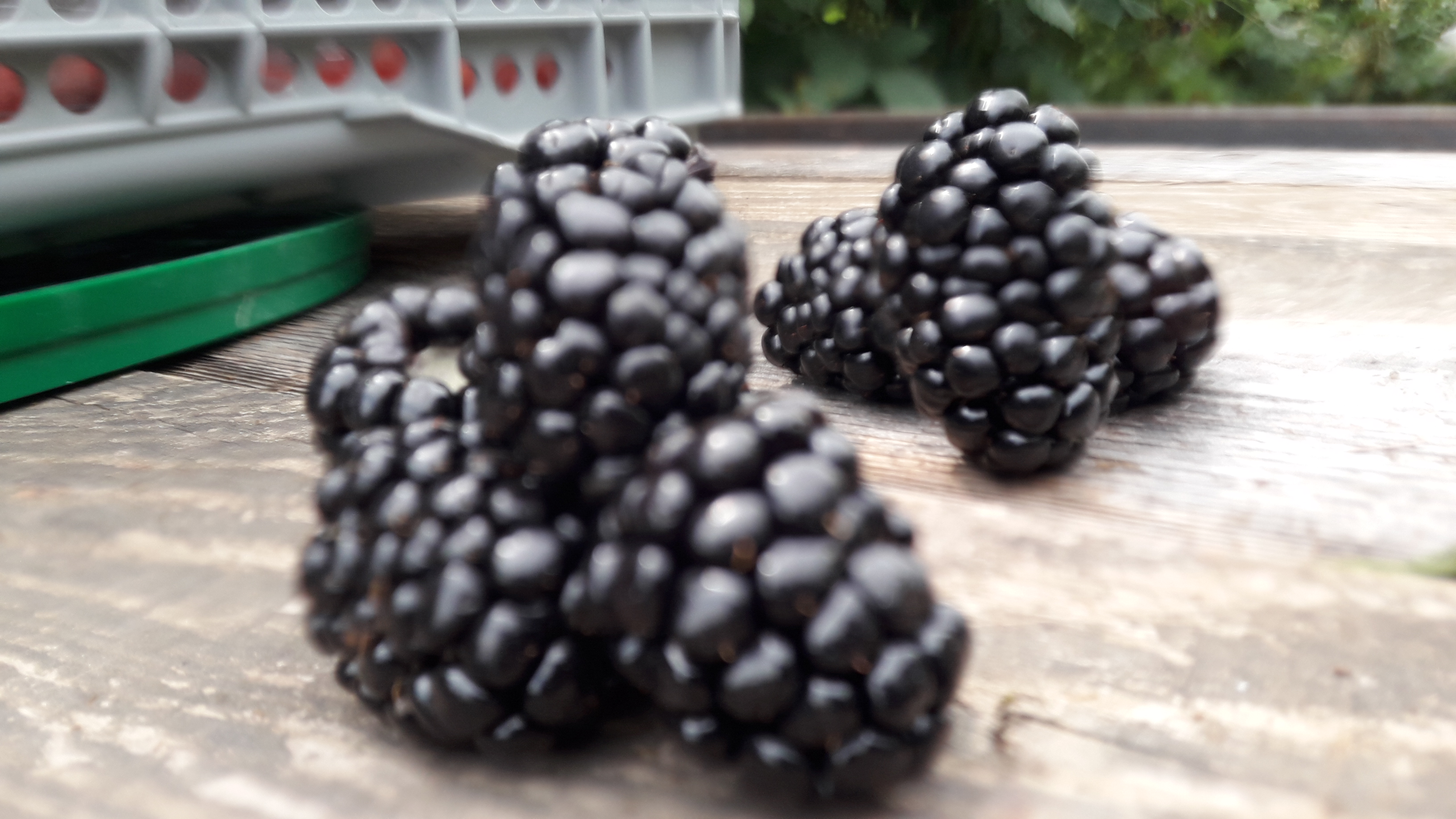 TIME TO SELECT BLACKBERRIES