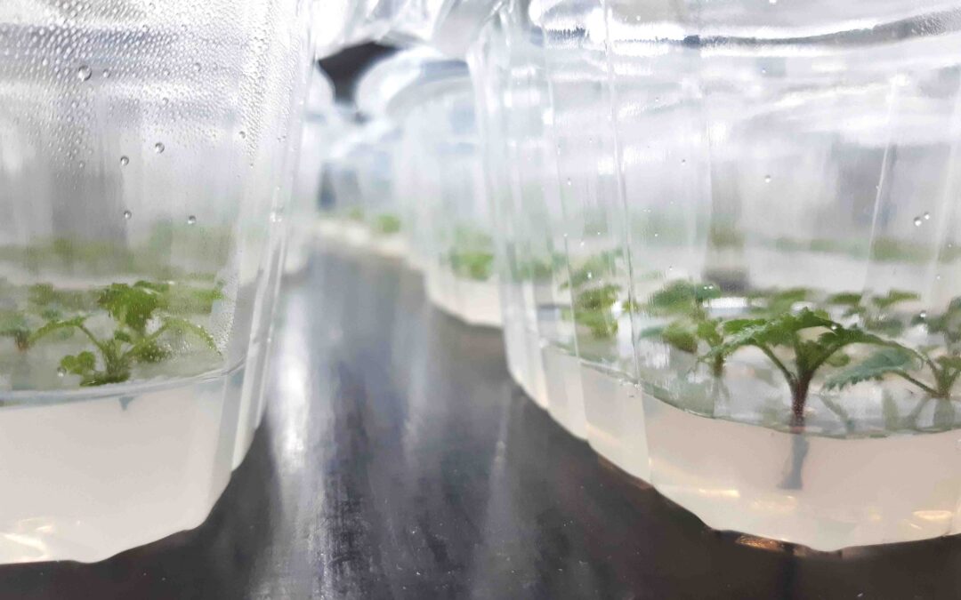 Laboratorio micropropagazione e celle frigo